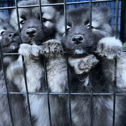 Keeshond puppies from Graceful Connections Breeding