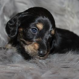 Boy 1 - Black and cream male Dachshund puppy in Craig, Colorado from Rocky Mountain Shih Tzus and Dry Creek Miniature Dachshunds