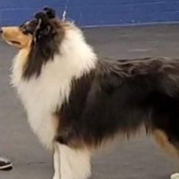 Collies from Ka-Zes Collies