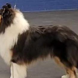 Collies from Ka-Zes Collies