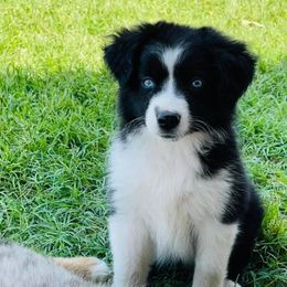 Miniature Australian Shepherd Puppies from Bar C Aussies