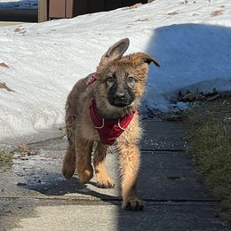 German Shepherds from GSDs of Eden