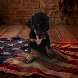 Boy 4 - male Catahoula Leopard Dog puppy in Greenwood, Delaware from OpenGate Catahoulas