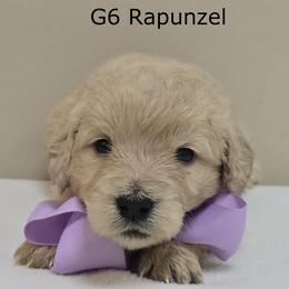 Girl 6 - Cream female Goldendoodle puppy in Milford, Michigan from Servant Kennel