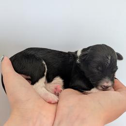 Rebel - Black tri-color male Aussiedoodle puppy in New Durham, New Hampshire from Ridgeview Aussiedoodles