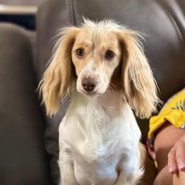 Holly - Dachshund
