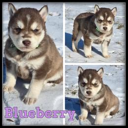 Blueberry - Red and white female Siberian Husky puppy in Wheeler, Michigan from Haase Family Kennels