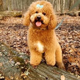 Coco - Goldendoodle