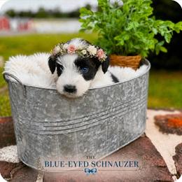 Lily - Parti female Miniature Schnauzer puppy in Winter Haven, Florida from The Blue Eyed Schnauzer