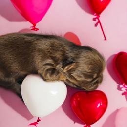 Shih Tzu Puppies from Small Pawz Kennel