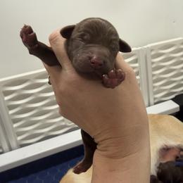 Kiwi - Chocolate female Labrador Retriever puppy in Elloree, South Carolina from Moonlight Kennels LLC