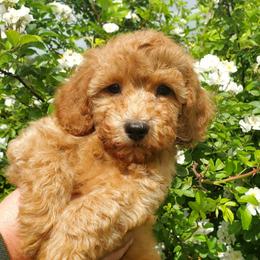 Gunner-Small AKC Mini Poodle - Red  male Poodle puppy in Falcon, Missouri from Cedar House Heritage Poodles | AKC Toy & Miniature Poodle Puppies Raised in Home