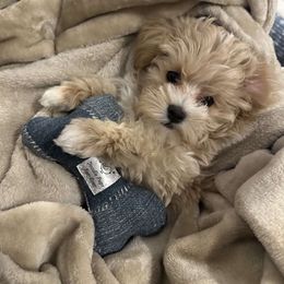 Goldendoodle, Maltipoo, and Yorkipoo Puppies from Doodle Pups Fur-Ever