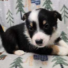 Girl - Tri-color female Border Collie puppy in Pennsylvania from Winter Creek Border Collies