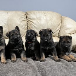 German Shepherd Puppies from Piotr's German Shepherd Dogs