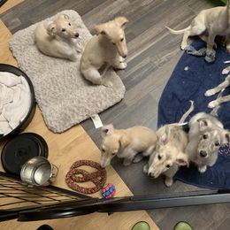 Silken Windhound Puppies from Regalant Silken Windhounds