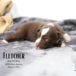Fletcher - RTM3 - Red tri male Miniature Australian Shepherd puppy in Nacogdoches, Texas from TK Standard, Mini, & Toy Aussies