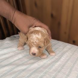 Sand - Apricot male Poodle puppy in Lancaster, South Carolina from Semone’s Poodles