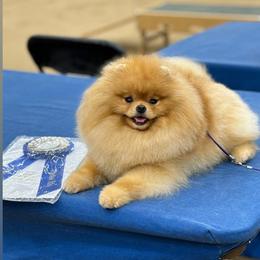 Cannoli - Pomeranian