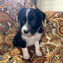 Neva - Black & white female Australian Shepherd puppy in Piedmont, Oklahoma from HeartDriven Aussies