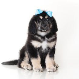 Girl 5 - female Tibetan Mastiff puppy in Illinois from Adynasty Tibetan Mastiffs