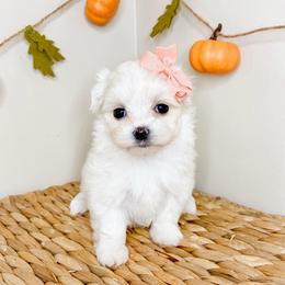Dolly - White female Maltese puppy in Morehead, Kentucky from Paw Perfect Pets