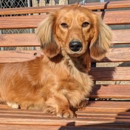 Cash - Dachshund