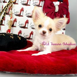 Poison Ivy - Cream and white female Chihuahua puppy in Anderson, South Carolina from Lil Treasures Chihuahuas