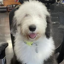 Sheepadoodle Puppies from Bns Sheepadoodles ( F1b reverse OES)