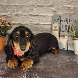 Dachshund Puppies from Madra's Dashing Doxies