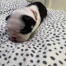 Neely - Black and white female Boston Terrier puppy in Alabama from Southern Bulldogs