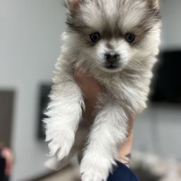 Pomsky Puppies from Peekaboo Pomskies
