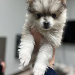 Pomsky Puppies from Peekaboo Pomskies