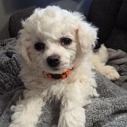 Male Orange Collar Samson - White male Bichon Frise puppy in Eaton Rapids, Michigan from JMs Bichons