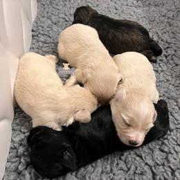 Skylar - Black and silver male Miniature Schnauzer puppy in Macks Creek, Missouri from Fluffy Buttz
