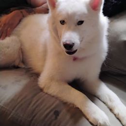 Nala - Siberian Husky