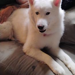 Nala - Siberian Husky