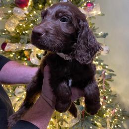 Kirk (Brown) - Brown male Irish Doodle puppy in Surprise, Arizona from Huckleberry Doodles