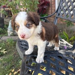 Don Julio - White and red male Border Collie puppy in Mckinney, Texas from Border Collies of Ruidoso
