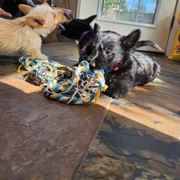 Scottish Terrier Puppies from Nicole's Scottish Terriers