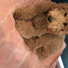 Cara  - Goldendoodle