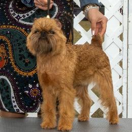 OOlani - Brussels Griffon