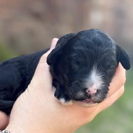 Murphy - Black and white male Sheepadoodle puppy in Paducah, Ky, Kentucky from Sarah Pearl’s Mini Sheepadoodles