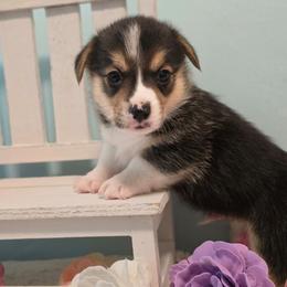 Snoopy - White and red male Pembroke Welsh Corgi puppy in Austin, Texas from Cutest Corgi's of Austin