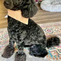 Bernedoodle, Double Doodle, and Goldendoodle Puppies from Pia’s Doodle Poodle Wag