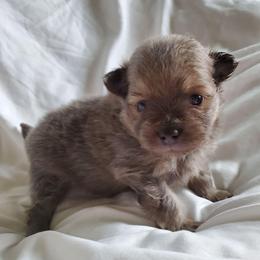 Olivia - Lavender female Pomeranian puppy in Bellevue, Iowa from Fluffy Wonders Poms and Doodles