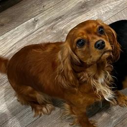 Zoe - Cavalier King Charles Spaniel