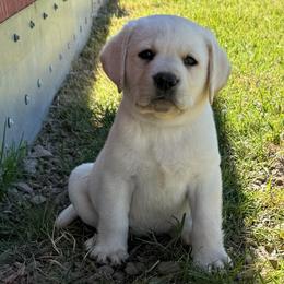 Light Blue - Yellow male Labrador Retriever puppy in Medford, Oregon from Valley View English Labs