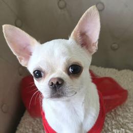Mercedes - Cream and white female Chihuahua puppy in Alaska from Snowy Mountains Chihuahua