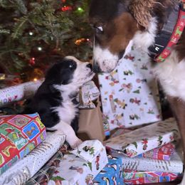 English Shepherd Puppies from Midway English Shepherds